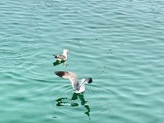 -海驴岛(荣成市)