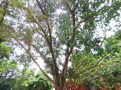 -南宁良凤江国家森林公园