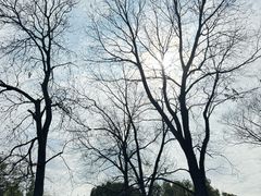 -拙政园