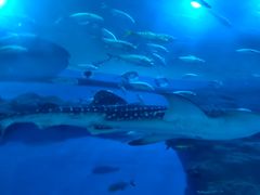 -成都浩海立方海洋公园