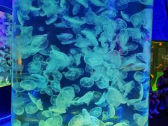 -上海海昌海洋公园