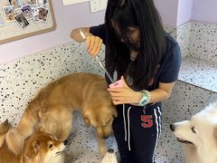 -毛绒耶耶撸宠馆·猫咖·狗咖·荷兰猪咖