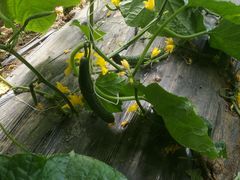 -万源龙顺度假庄园生态观光园