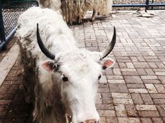 -长白岛森林公园