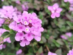 -重庆中央公园(渝北区)