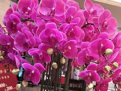 -上海小南国(国发店)