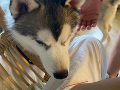 -Husky Go! 哈士奇体验馆·宠物咖啡厅狗咖