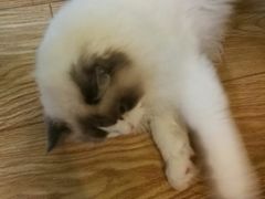 -萌喵宠狗爱心宠咖