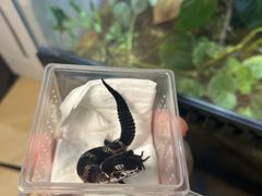 -酷以爬仙阁实体爬宠店·守宫·蜥蜴·专业繁育