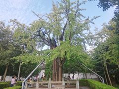 -上海佘山国家森林公园天马山园