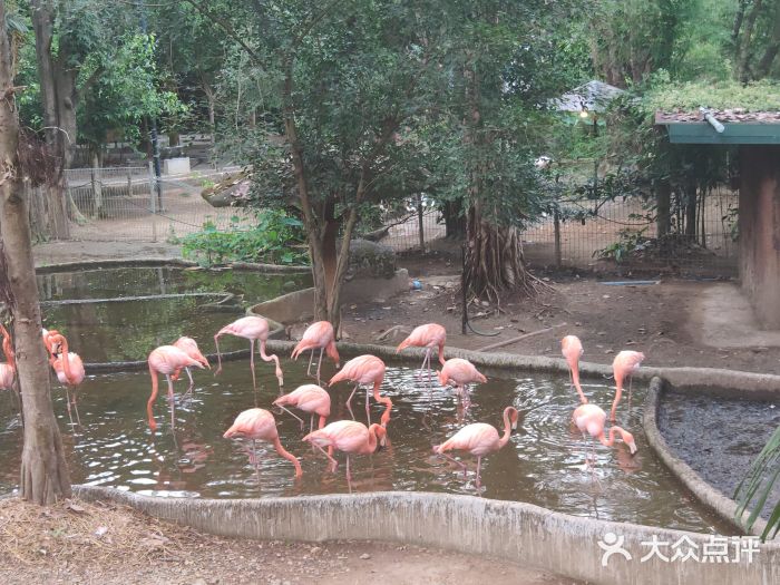 清迈夜间动物园图片