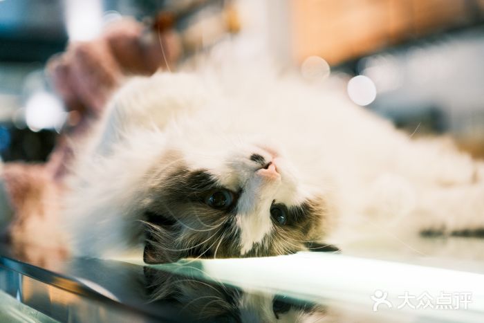 咖法森林·咖啡  酒吧(天河店)图片