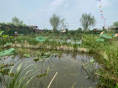 -同銮特种养殖场·龙虾垂钓