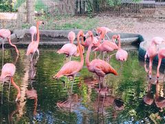 -清迈夜间动物园