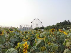 -百万葵园
