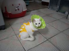 -伟伟宠物医院·CT影像中心·瑞派犬猫综合性门诊(汉口总院)