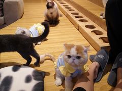 -啵啵喵·猫咖(攀华国际店)