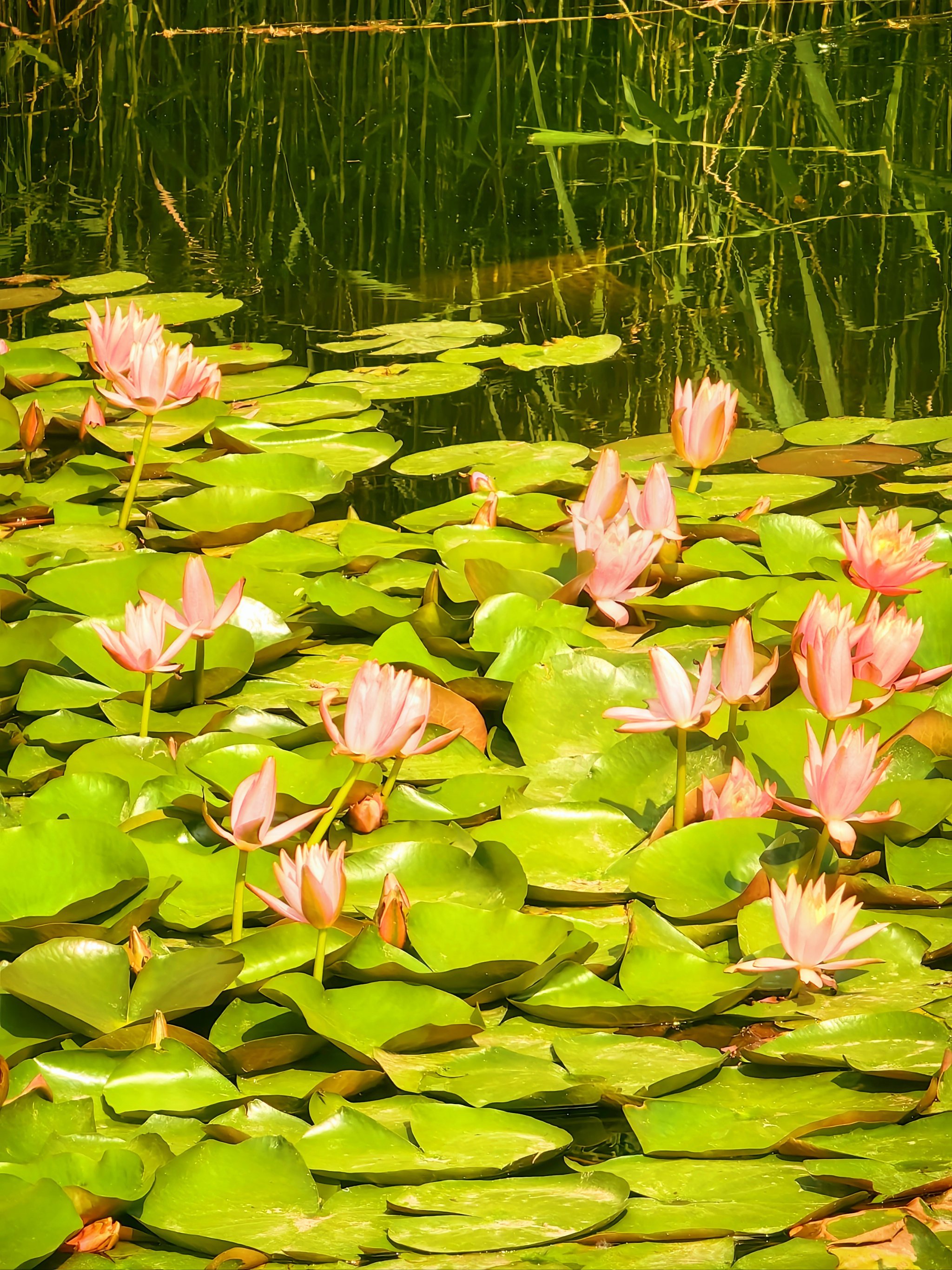 28实况|国家植物园北园夏日景色