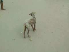 -白沙滩