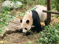 -成都大熊猫繁育研究基地