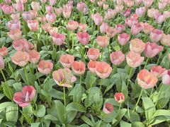 -上海鲜花港
