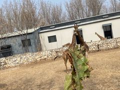 -北京野生动物园