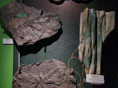 -正佳自然科学博物馆