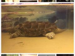 上海昆虫博物馆-上海昆虫博物馆