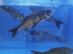 -香山湖渔家大院