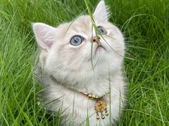 -悠尼宠物·独立低压伊珊娜洗护·美容·寄养(兰谷路店)