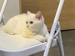 -lincat·猫舍(广州店)