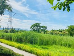 -长田漾湿地公园