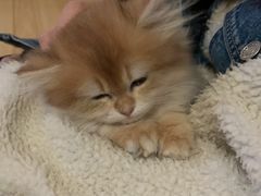 -欣宠猫屋·矮脚拿破仑·蓝金金渐层