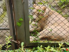 -合肥野生动物园