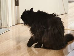 -眉州东坡(龙湖店)