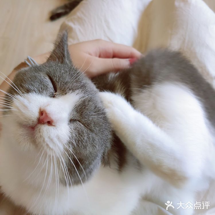 东莞平价猫咖