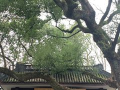 -灵顺寺