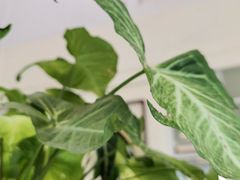 -绿小院(荔湾店)