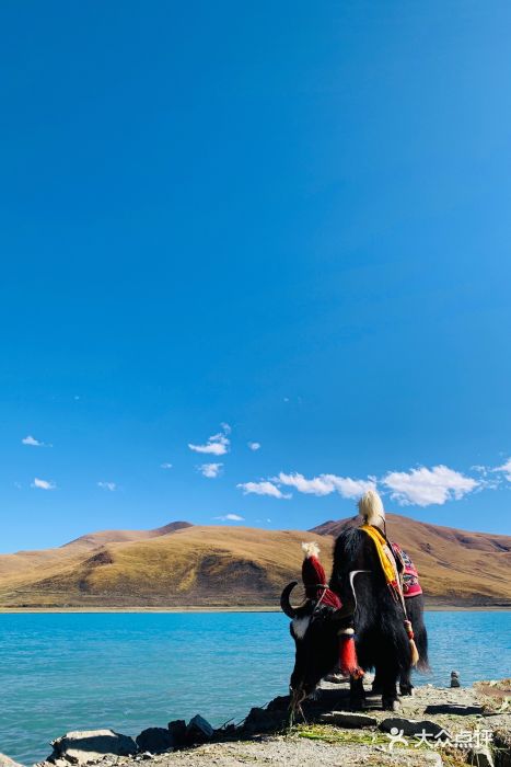 羊卓雍措图片