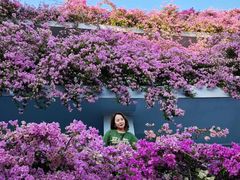 -深圳仙湖植物园
