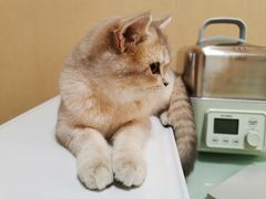 -猫大福·Fortune Cat猫舍(百子湾店)