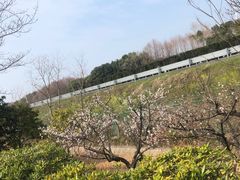-贡湖湾湿地公园