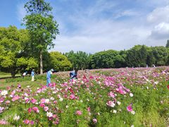 -上海滨江森林公园
