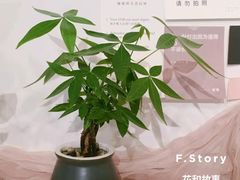 -F.Story 花和故事(新天地店)