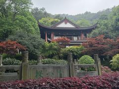 -十八棵（老龙井）御茶园(老龙井店)