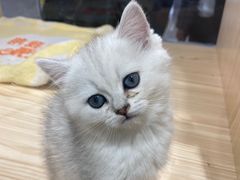 -屋虎猫馆(宝安大仟里店)