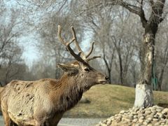 -北京野生动物园