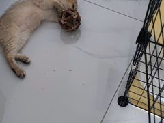 -pd派德宠物中心医院24H急重症·眼科中心·血液透析中心(嵩山北路店)