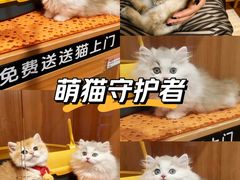 -欣宠猫屋·矮脚拿破仑·蓝金金渐层