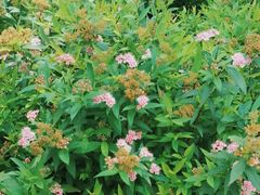 -陈家山荷花公园